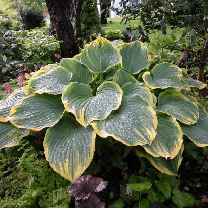 Plantain Lily