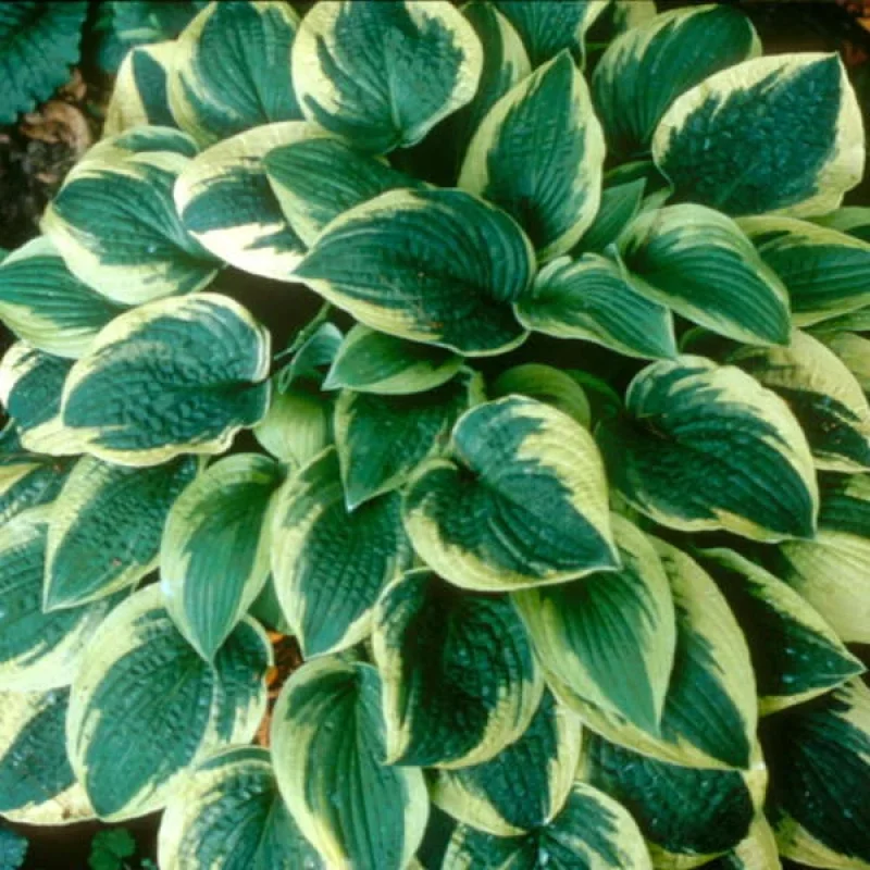 Plantain Lily