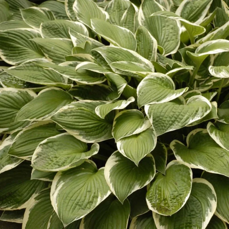 Plantain Lily
