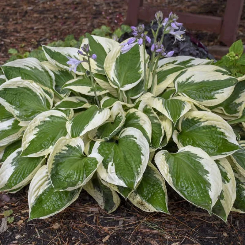 Plantain Lily