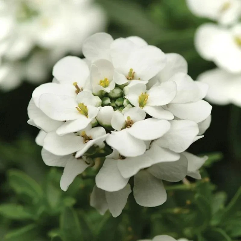Candytuft