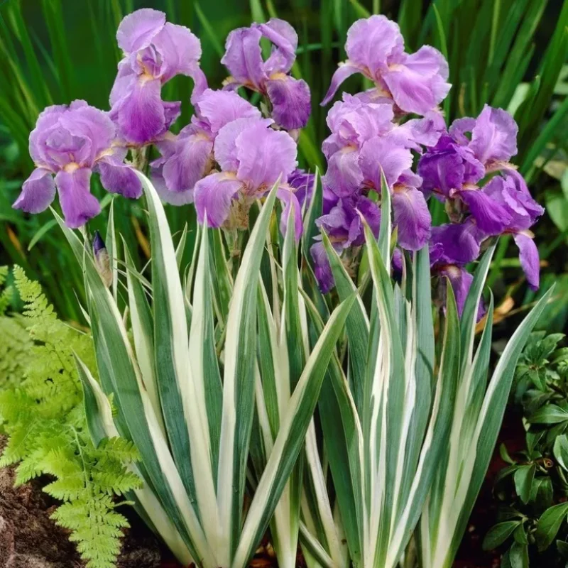 Variegated Sweet Iris, Dalmatian Iris
