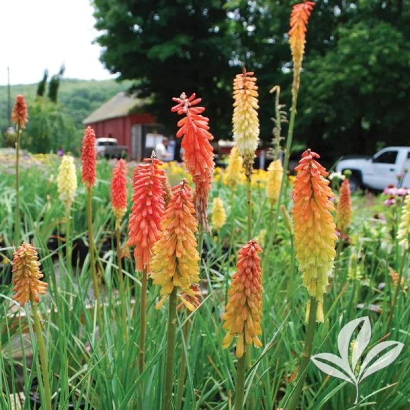 Red Hot Poker