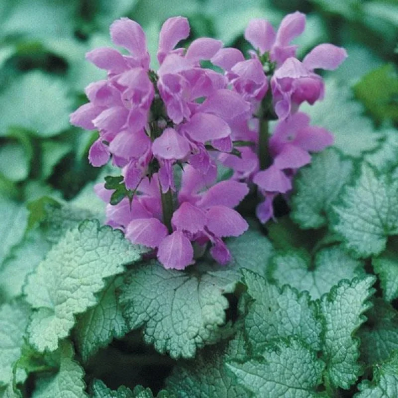 Spotted Deadnettle