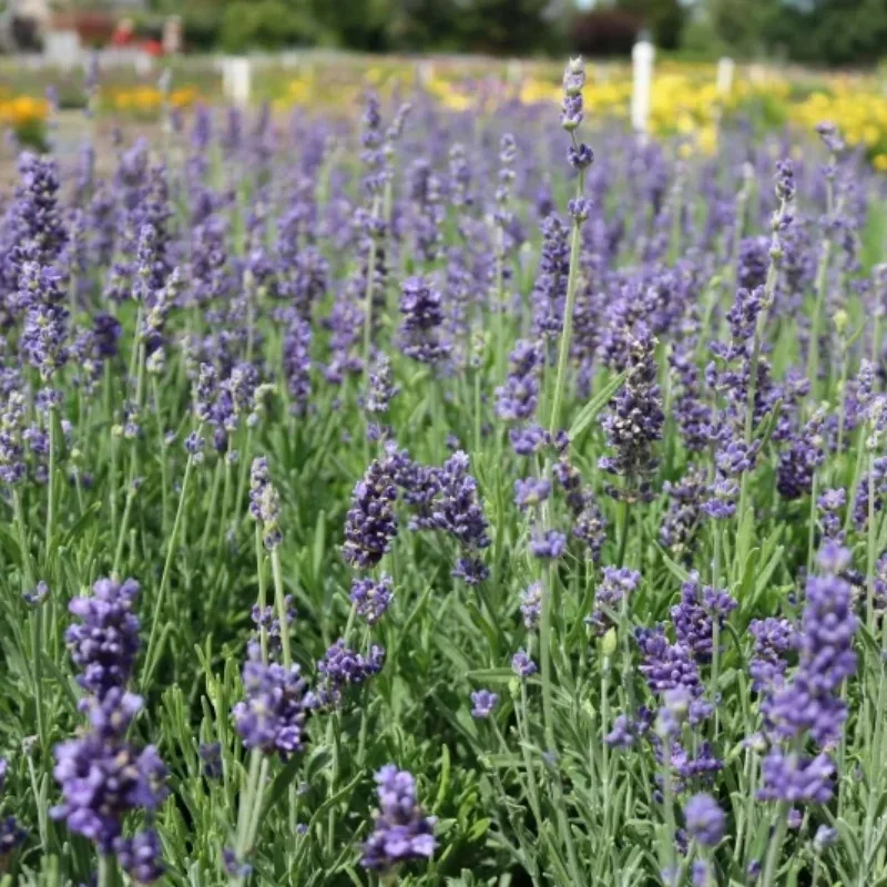 English Lavender
