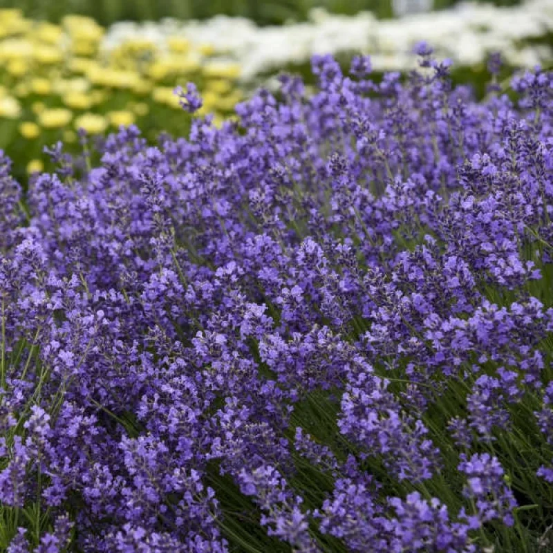 English Lavender