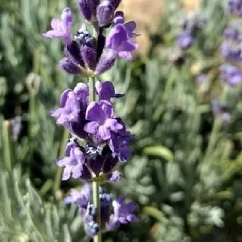 English Lavender