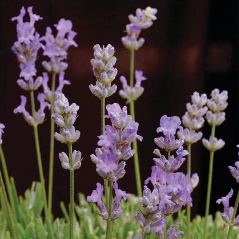 English Lavender