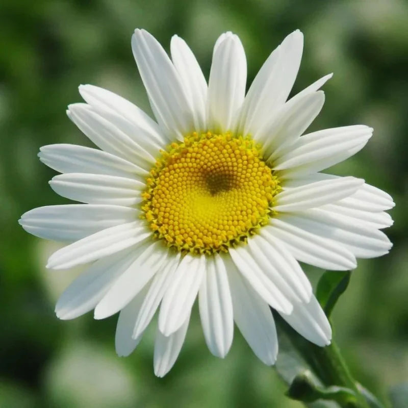 Shasta Daisy