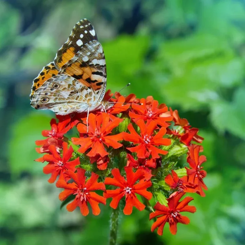 Maltese Cross