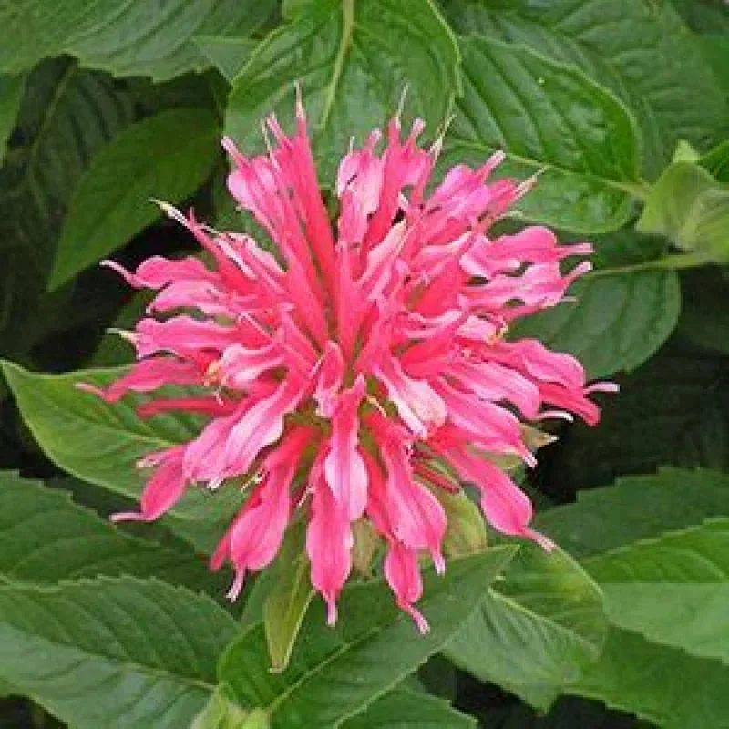 Bee Balm