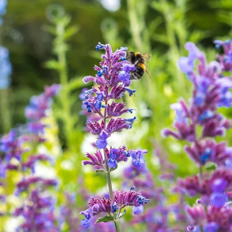 Catmint