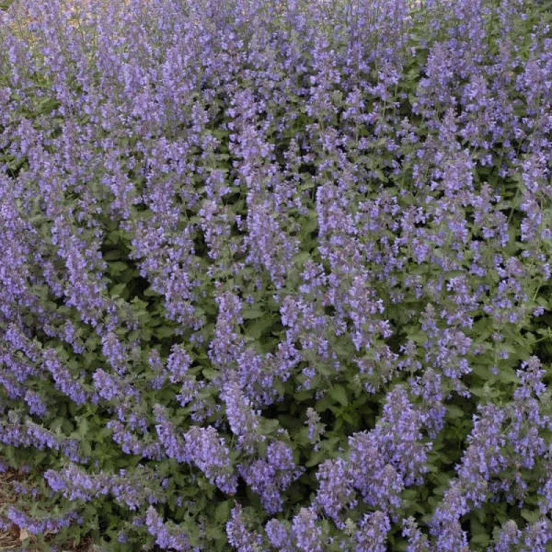 Catmint