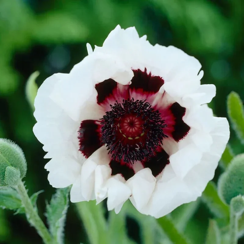 Oriental Poppy