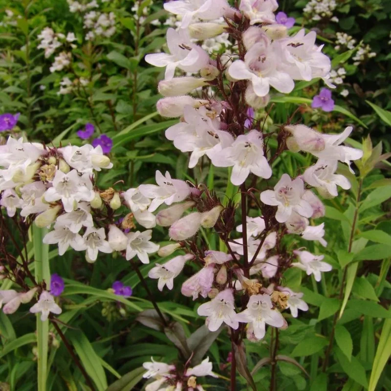 Beardtongue