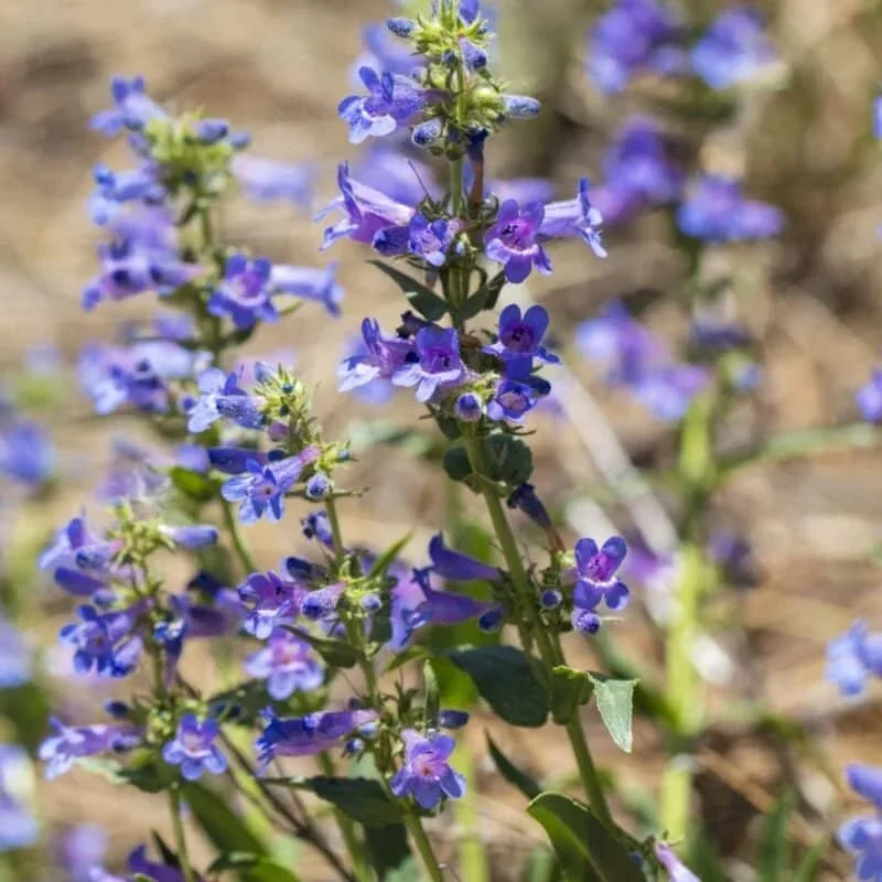 Rocky Mountain Beardtongue