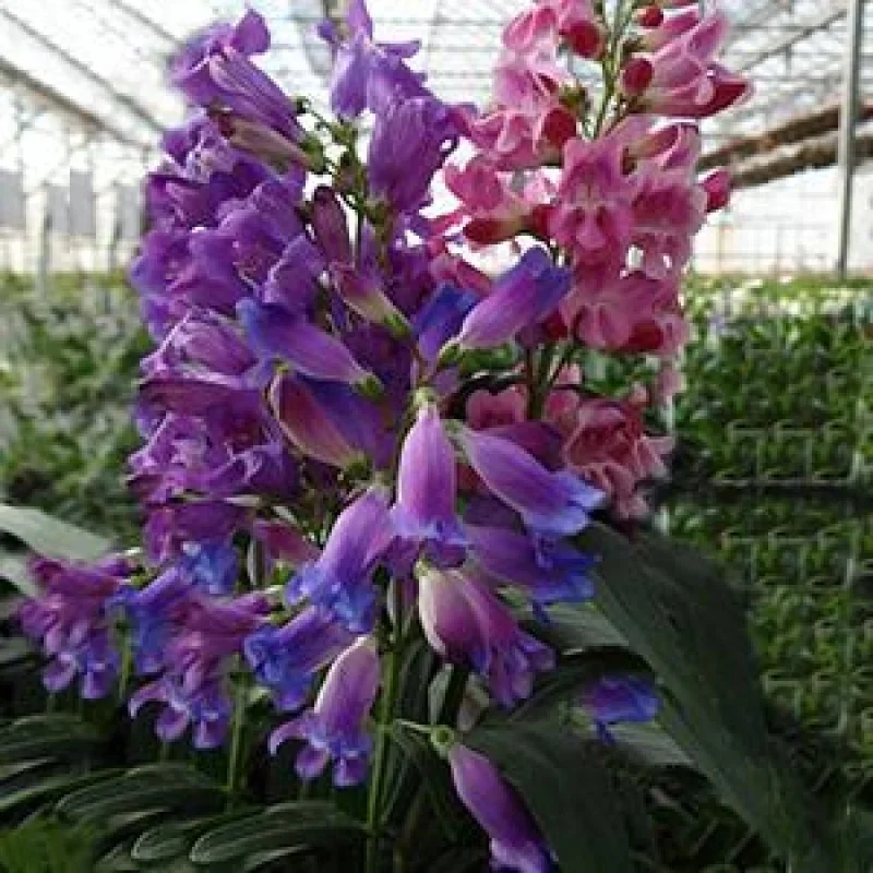 Beardtongue