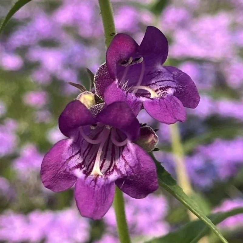 Beardtongue