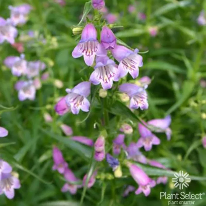 Beardtongue