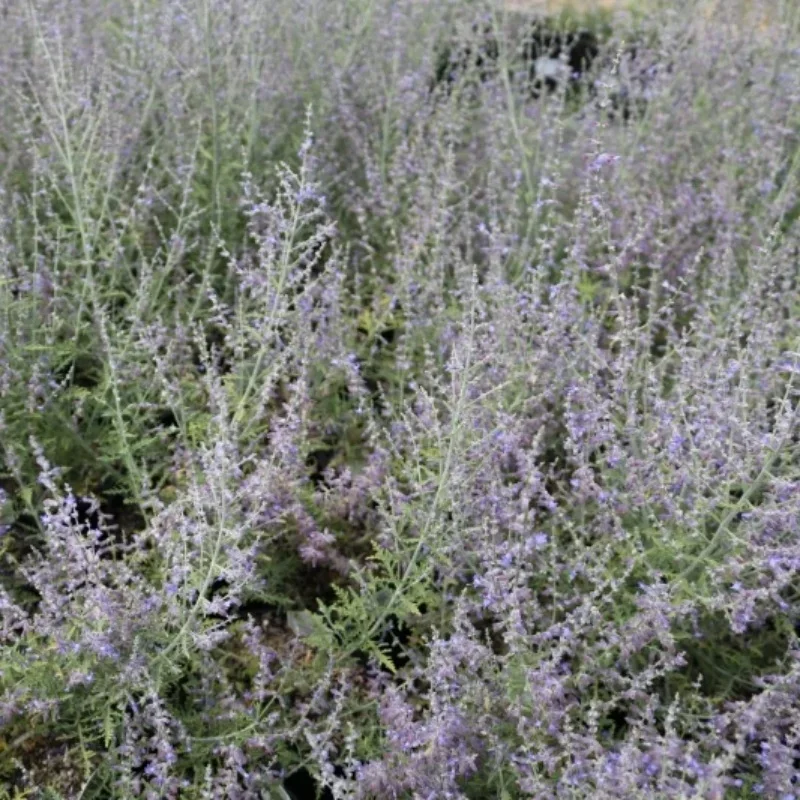 Russian Sage