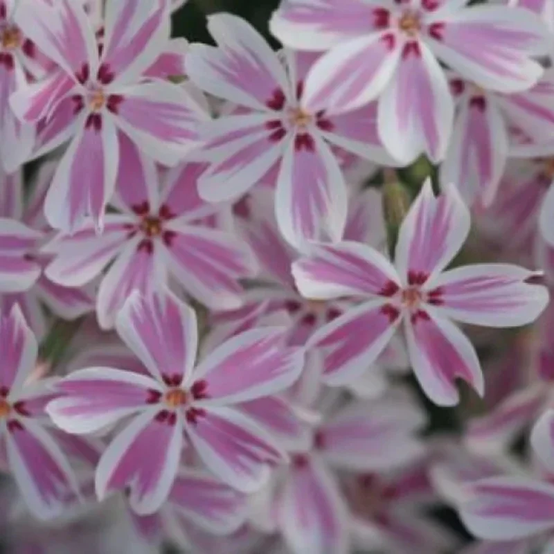 Creeping Phlox, Moss Phlox