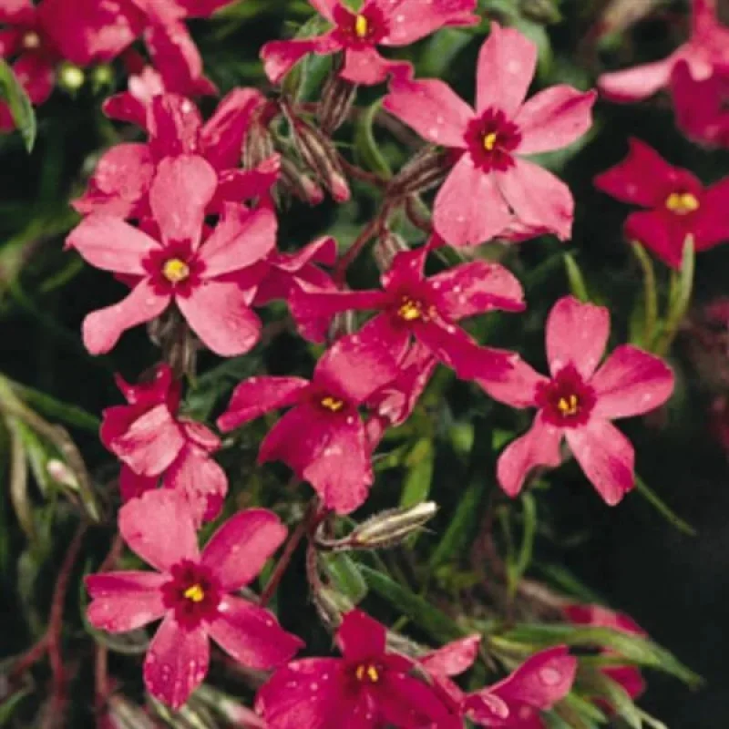 Creeping Phlox, Moss Phlox