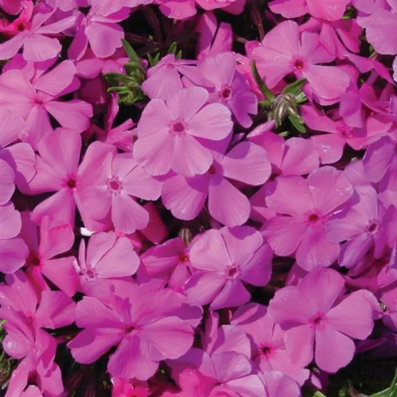 Creeping Phlox, Moss Phlox