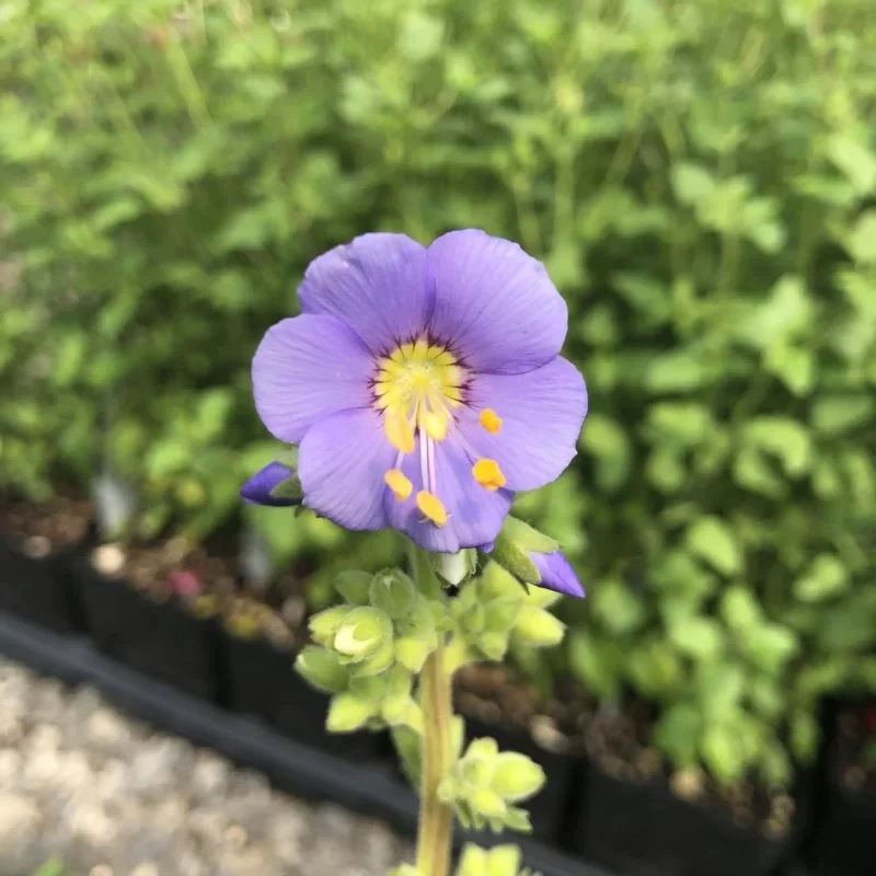 Jacob's Ladder