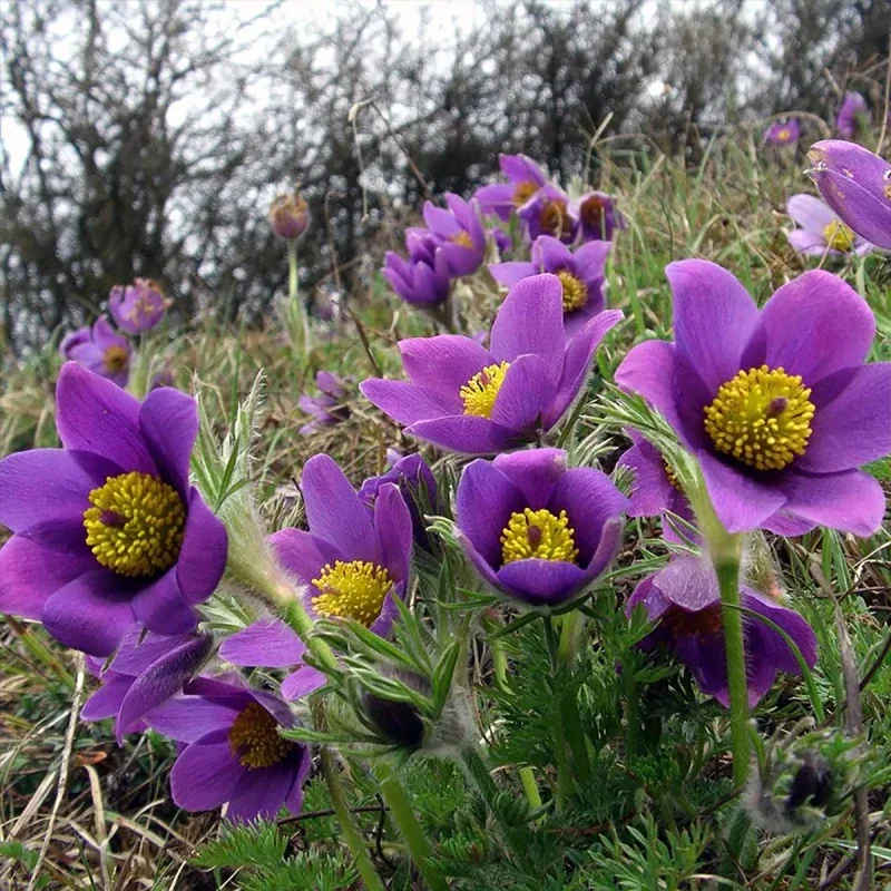 Pasque Flower