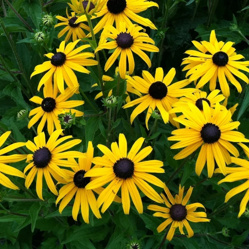 Black-Eyed Susan