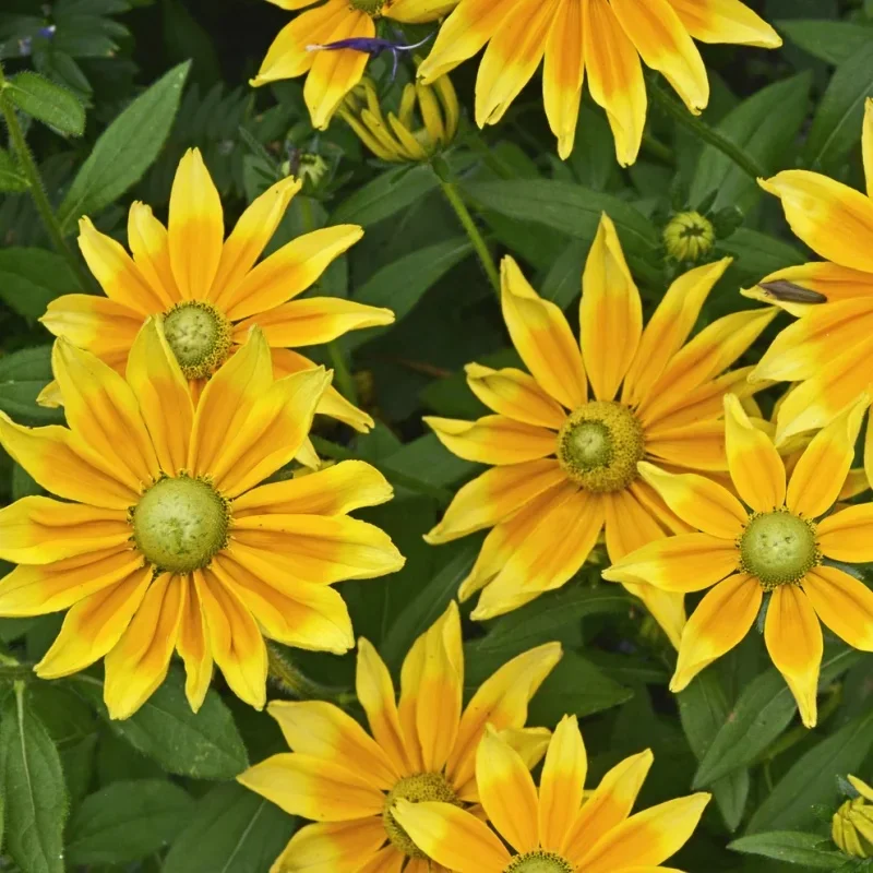 Black-Eyed Susan