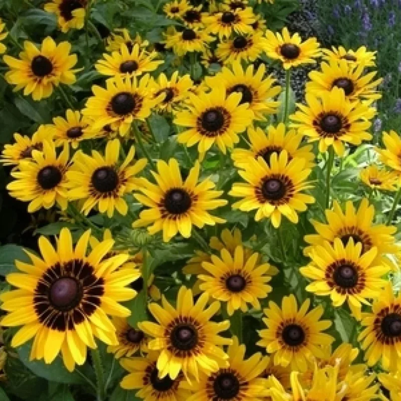 Black-Eyed Susan