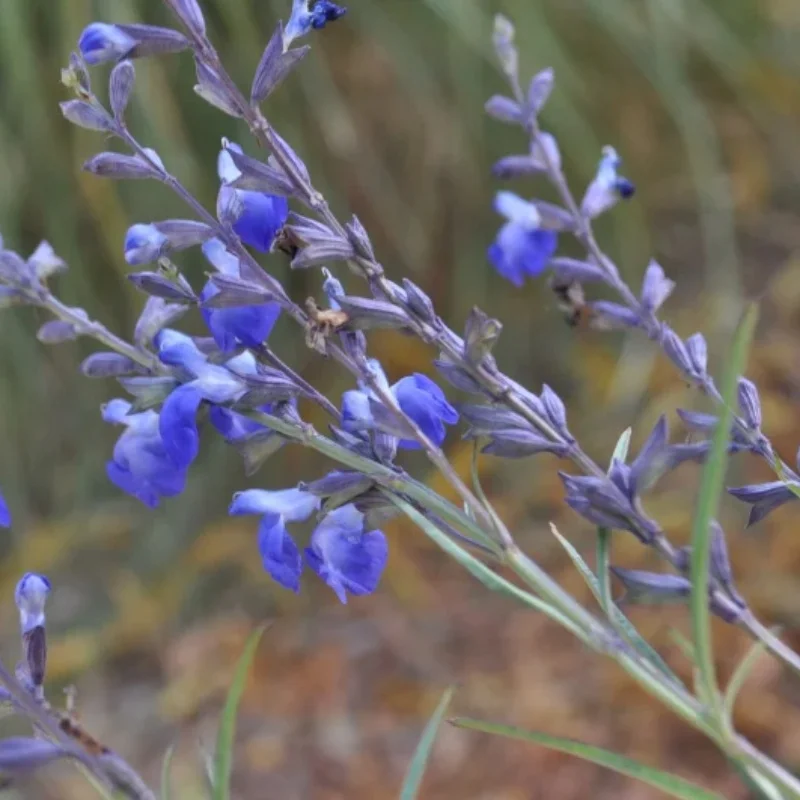 Blue Willow Sage