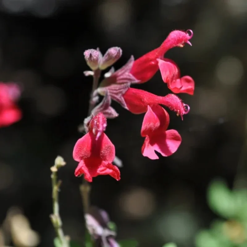 Autumn Sage