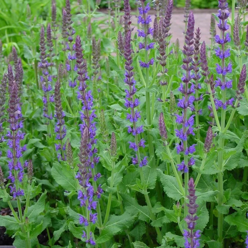 Meadow Sage