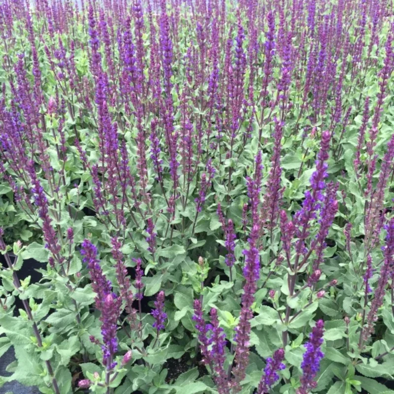 Meadow Sage