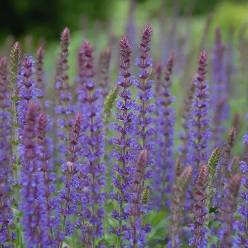 Meadow Sage