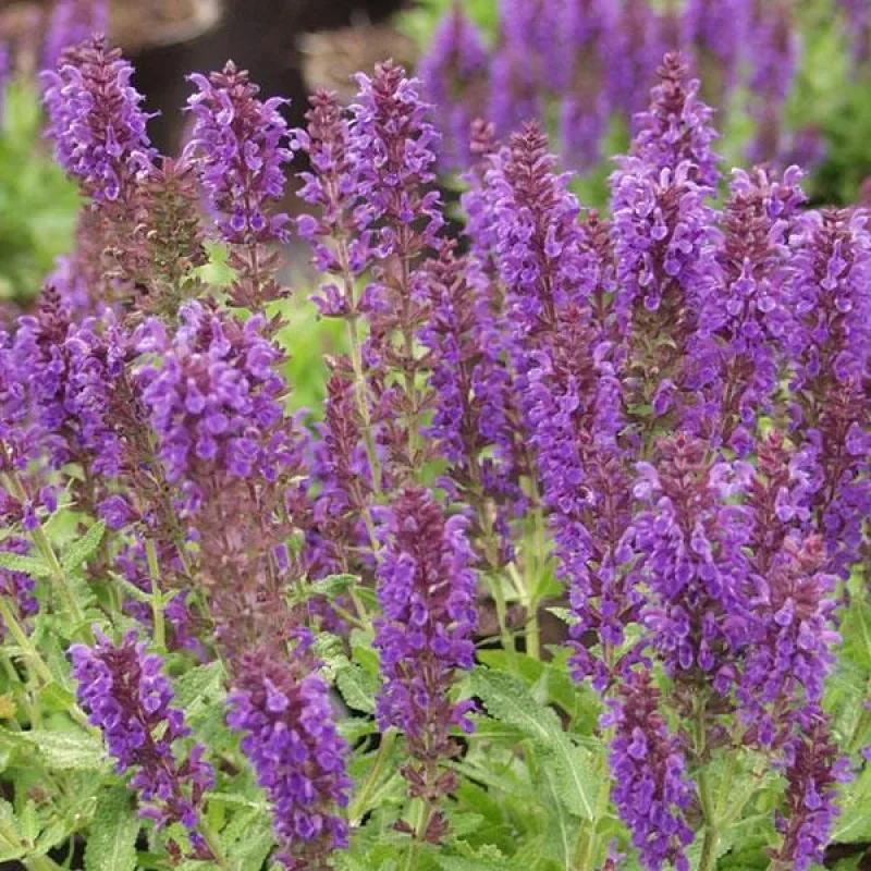 Meadow Sage