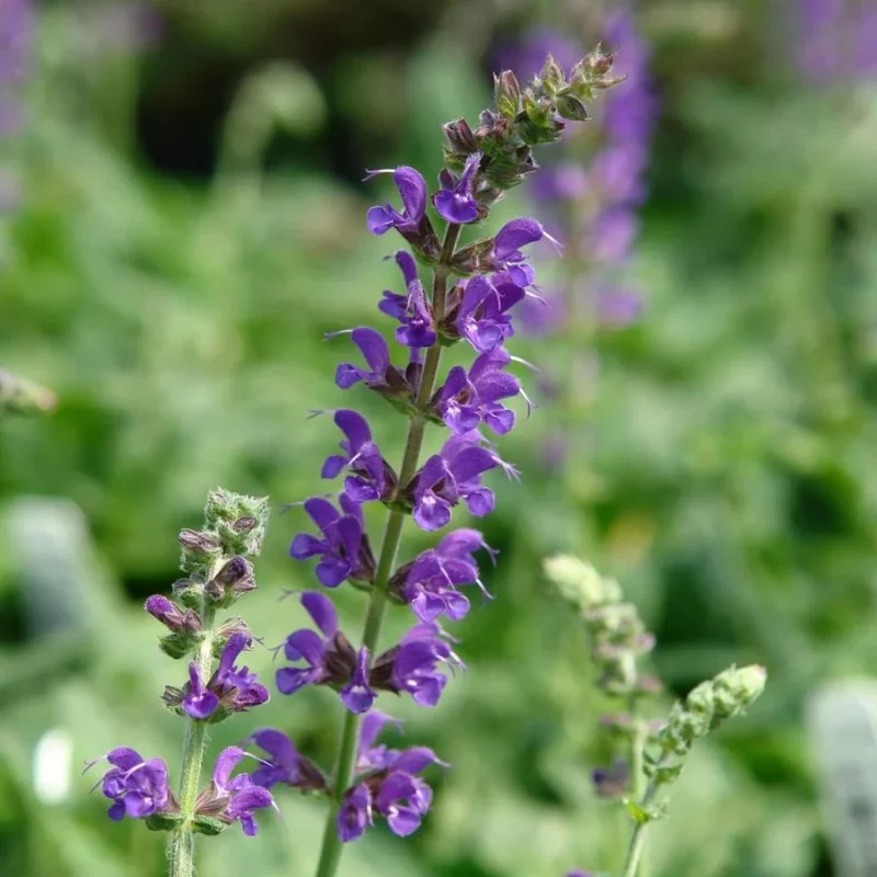 Meadow Sage