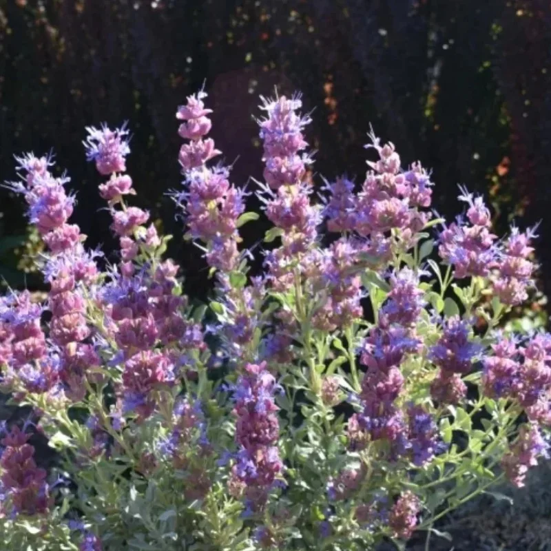 Mojave Sage