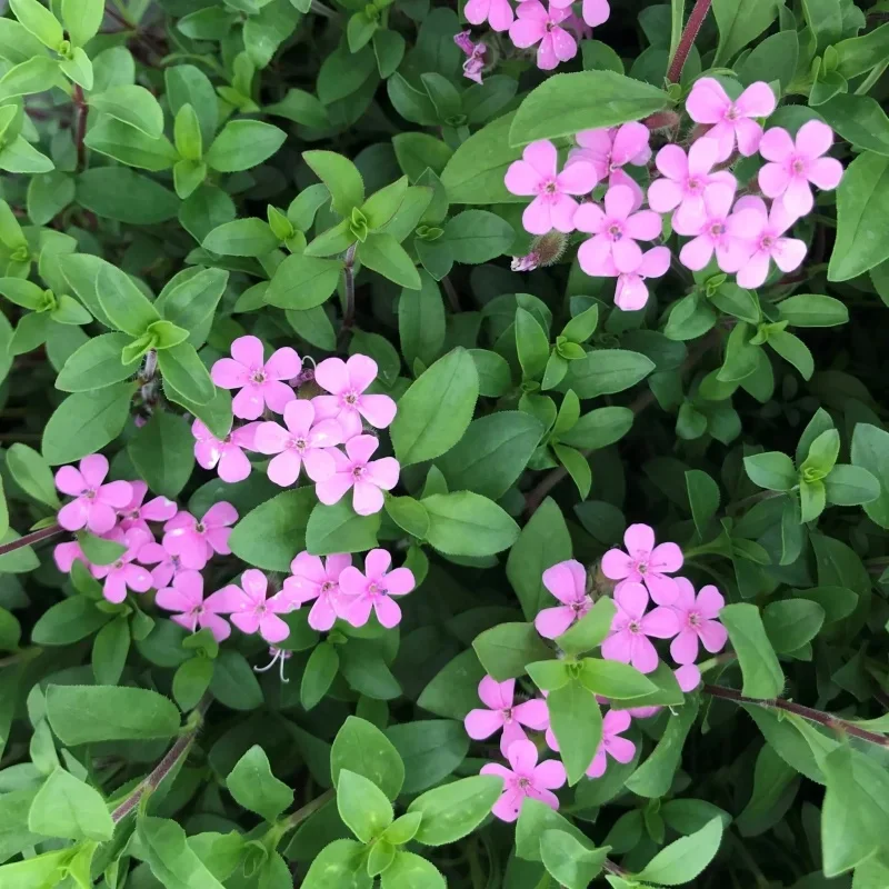 Rock Soapwort