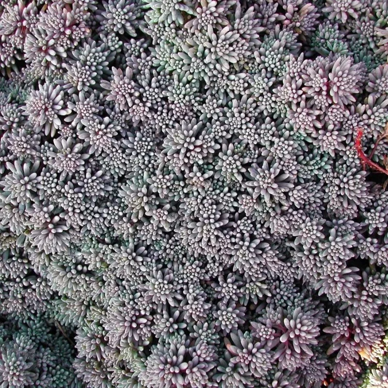 Stonecrop