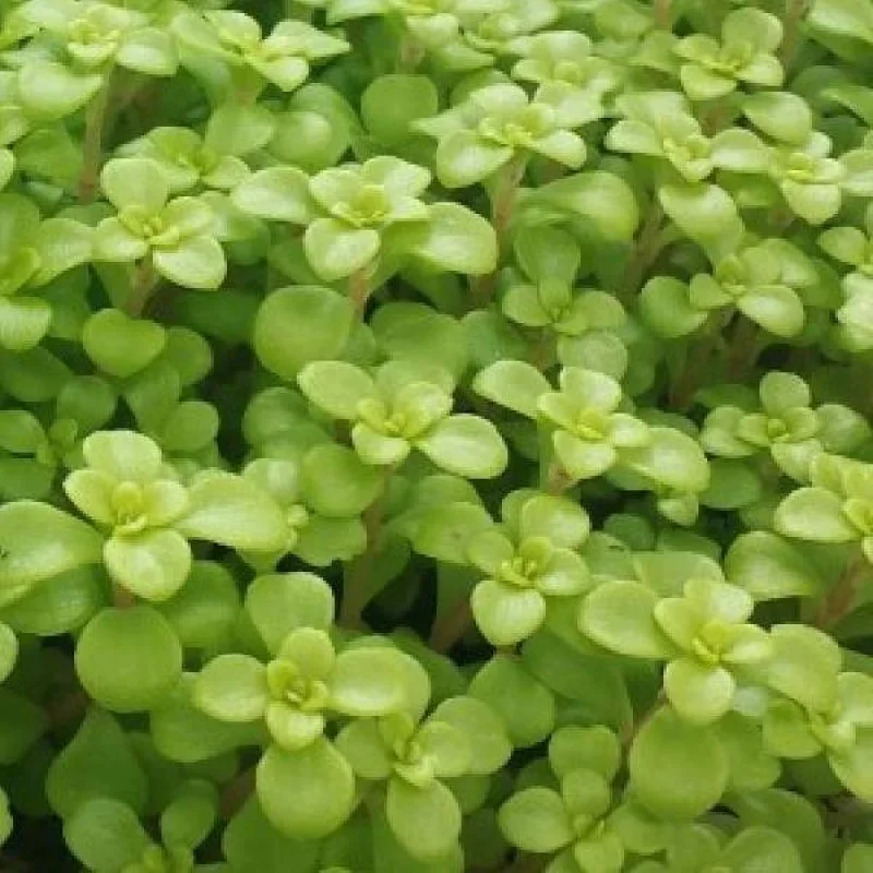 Golden Japanese Stonecrop
