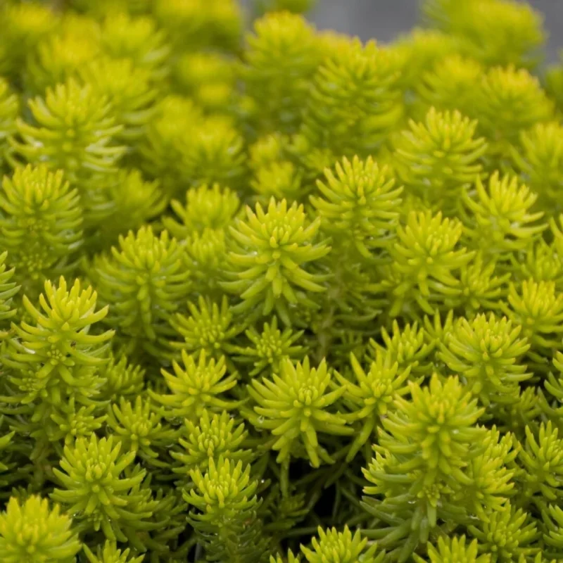 Stonecrop