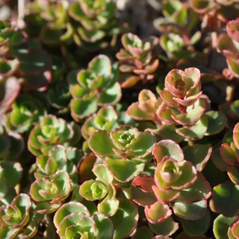 Stonecrop