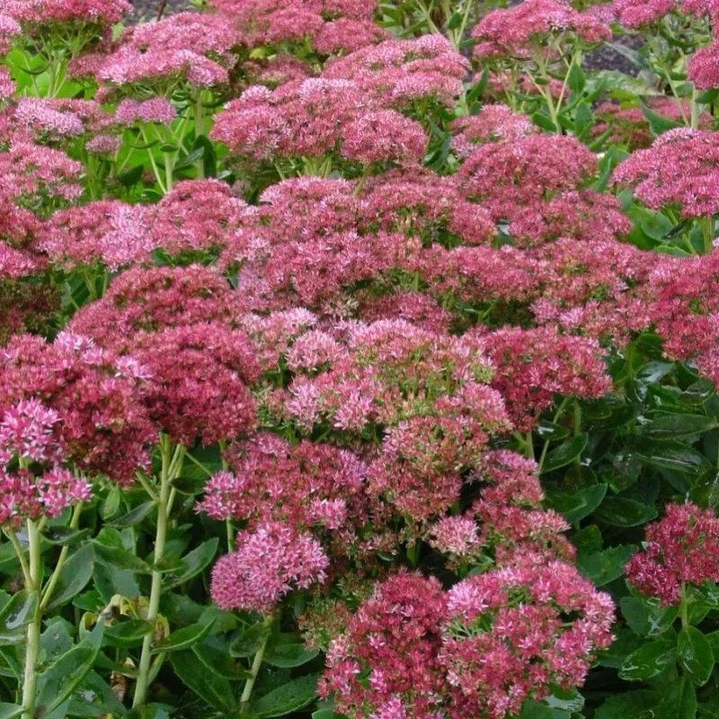 Stonecrop