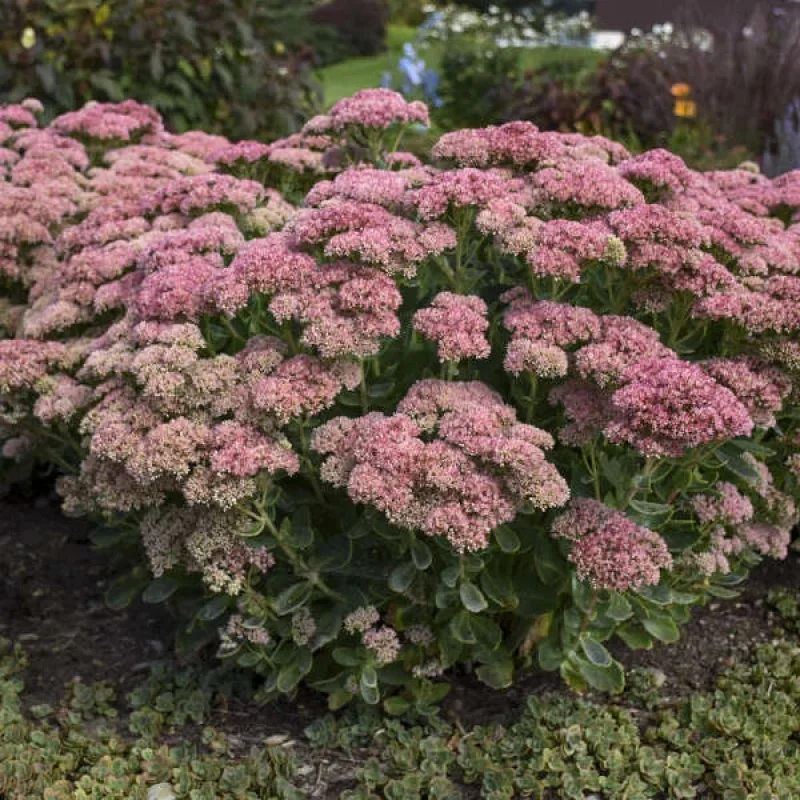 Stonecrop