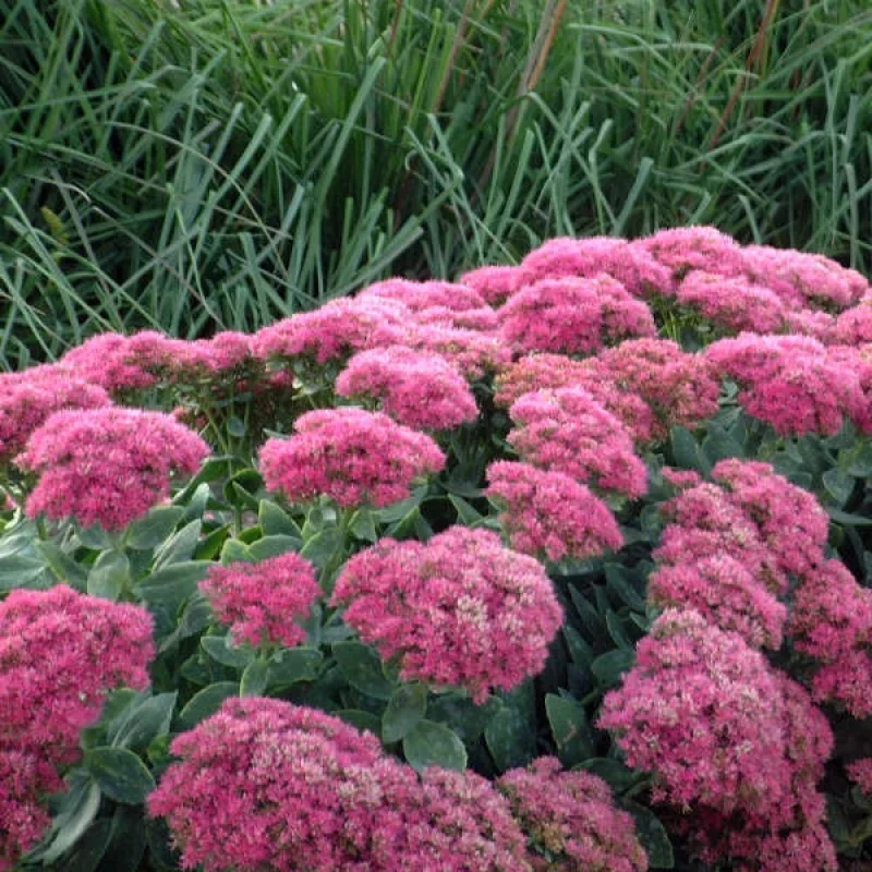 Stonecrop