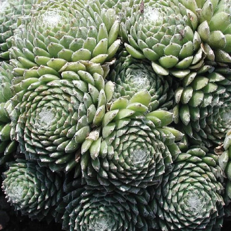 Hens and Chicks
