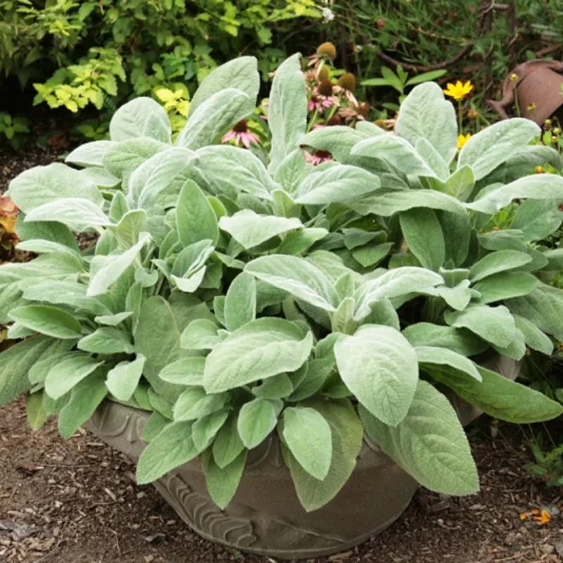 Lambs Ear